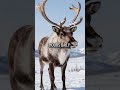 Arctic Animals Survive Months Without Sleep During Midnight Sun