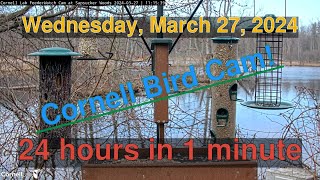 Bird Feeder Daily Timelapse [03-27-2024] Cornell Lab Cam #timelapse #birdcams #bird