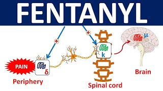 Fentanyl - Mechanism, precautions, side effects & uses