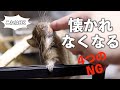 【懐かれたいなら絶対やるな】デグー(degu)が苦手な4つのこと