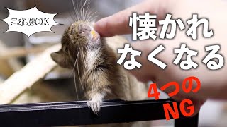 【懐かれたいなら絶対やるな】デグー(degu)が苦手な4つのこと