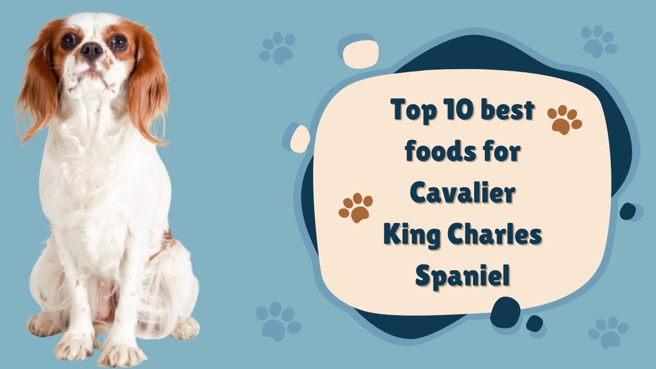 Top 10 best foods for Cavalier King Charles Spaniel Pet Knowledge