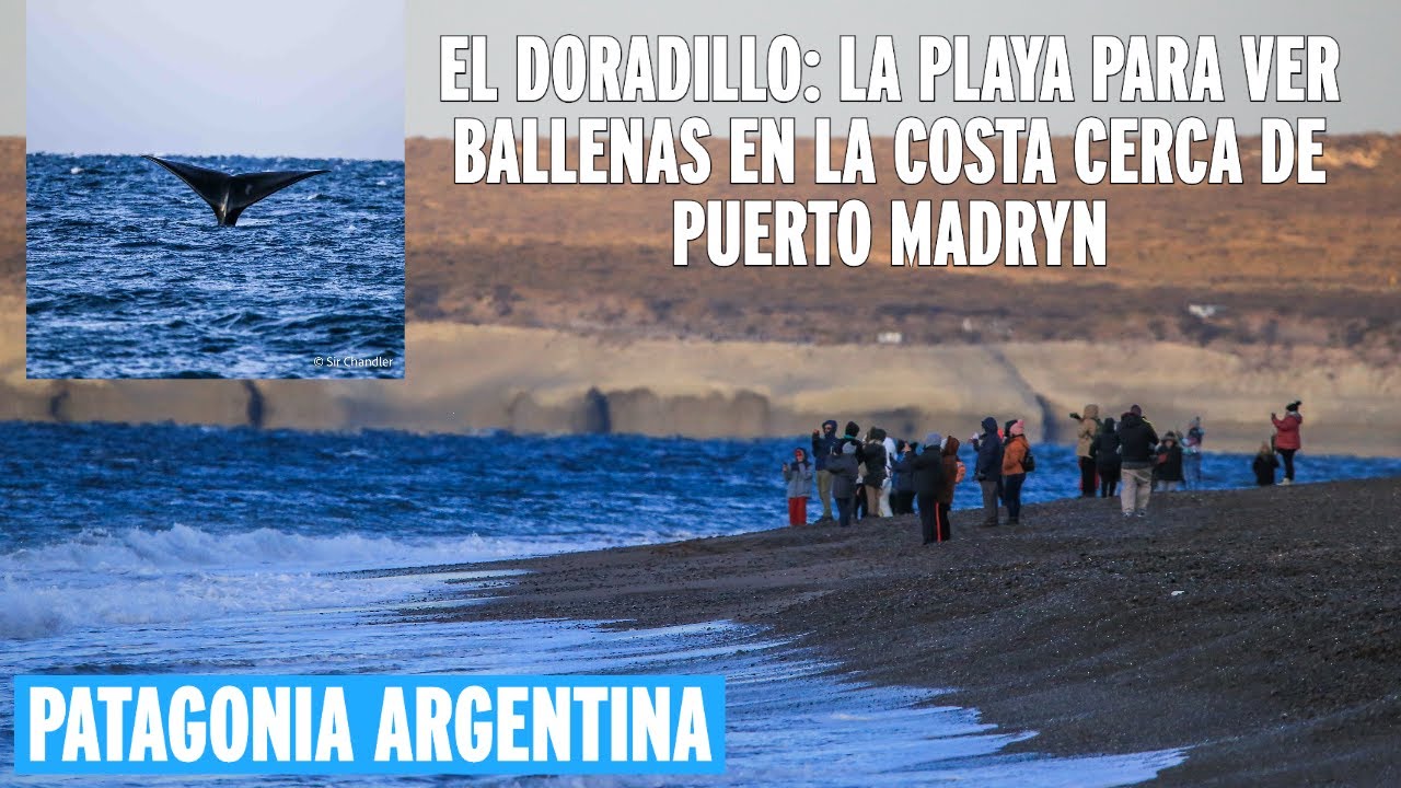 EL DORADILLO: LA PLAYA DONDE LA GENTE SE JUNTA A VER BALLENAS 🐳  - PATAGONIA ARGENTINA 🇦🇷