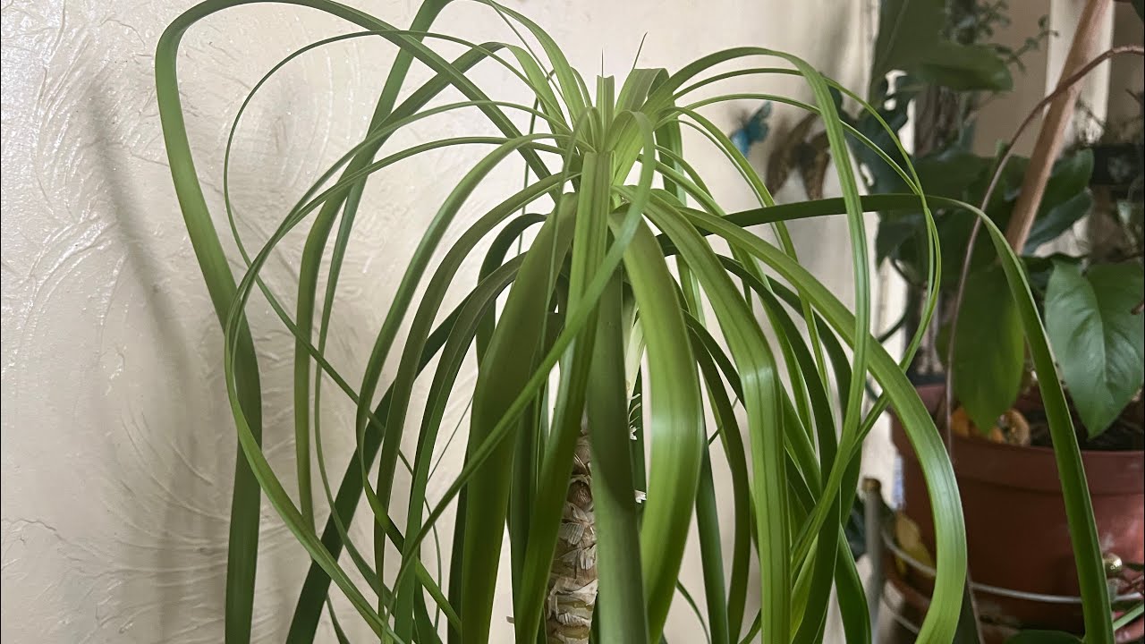 Нолина!  Она же бокарнея- а может ли эта красавица нарастить деток!?