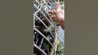 trich re Ca Mau.trich re boi thuan lam moi duoc khong?????