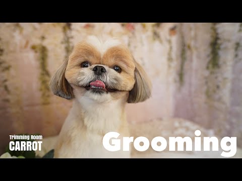 #58 まっちょのトリミング参観日🐶【シーズー】#トリミングルームキャロット
