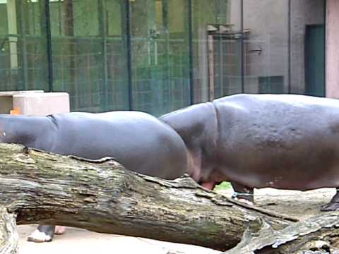 hippopotamus are hungry @ Zoo Antwerp