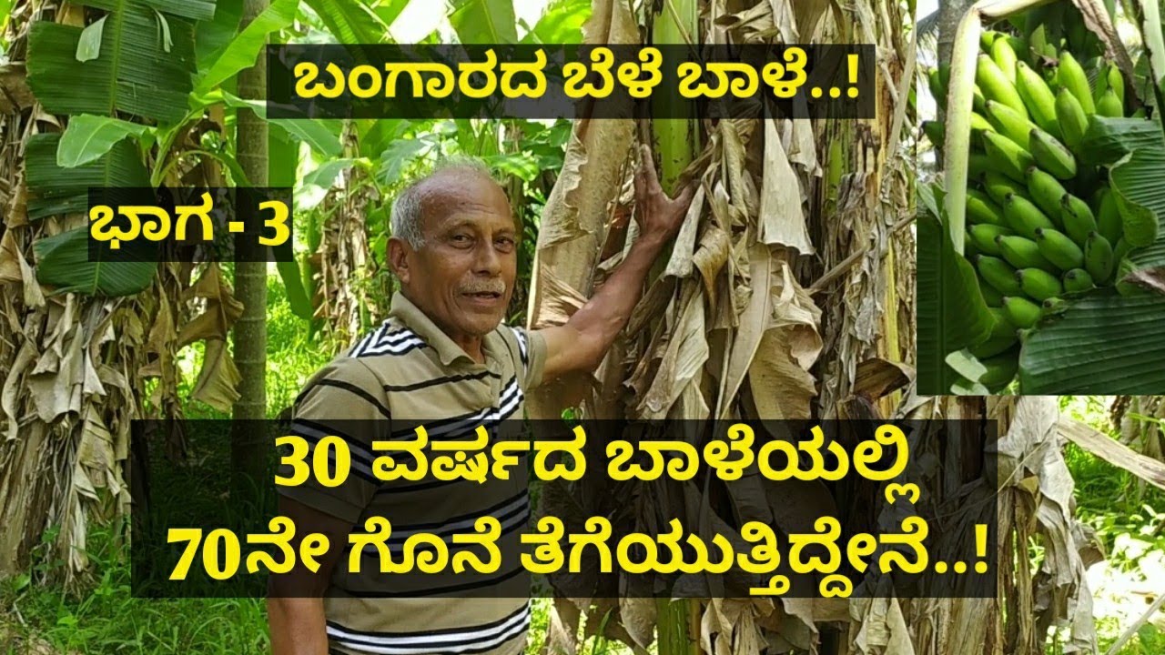 30 ವರ್ಷದ ಬಾಳೆಯಲ್ಲಿ 70ನೇ ಗೊನೆ ತೆಗೆಯುತ್ತಿದ್ದೇನೆ..!ನಾನ ಜಾತಿಯ ಬಾಳೆ ಬೆಳೆಯುತ್ತಿದ್ದೇನೆ..! ಬಂಗಾರದ ಬೆಳೆ ಬಾಳೆ