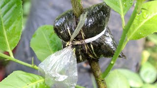 Rooting Hormone By Aloevera Air Layering Fruit Trees