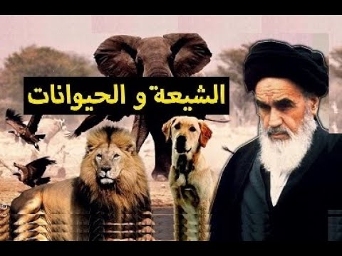 الحيوانات الموالية و الناصبية عند الشيعة 🐳🐘🐓🦜 تعليق المنادي أبو علي الشيباني 😂
