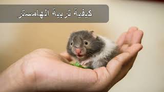 تربية الهامستر وطعامه المفضل والاطعمة المضرة له - Raising a hamster and its favorite food