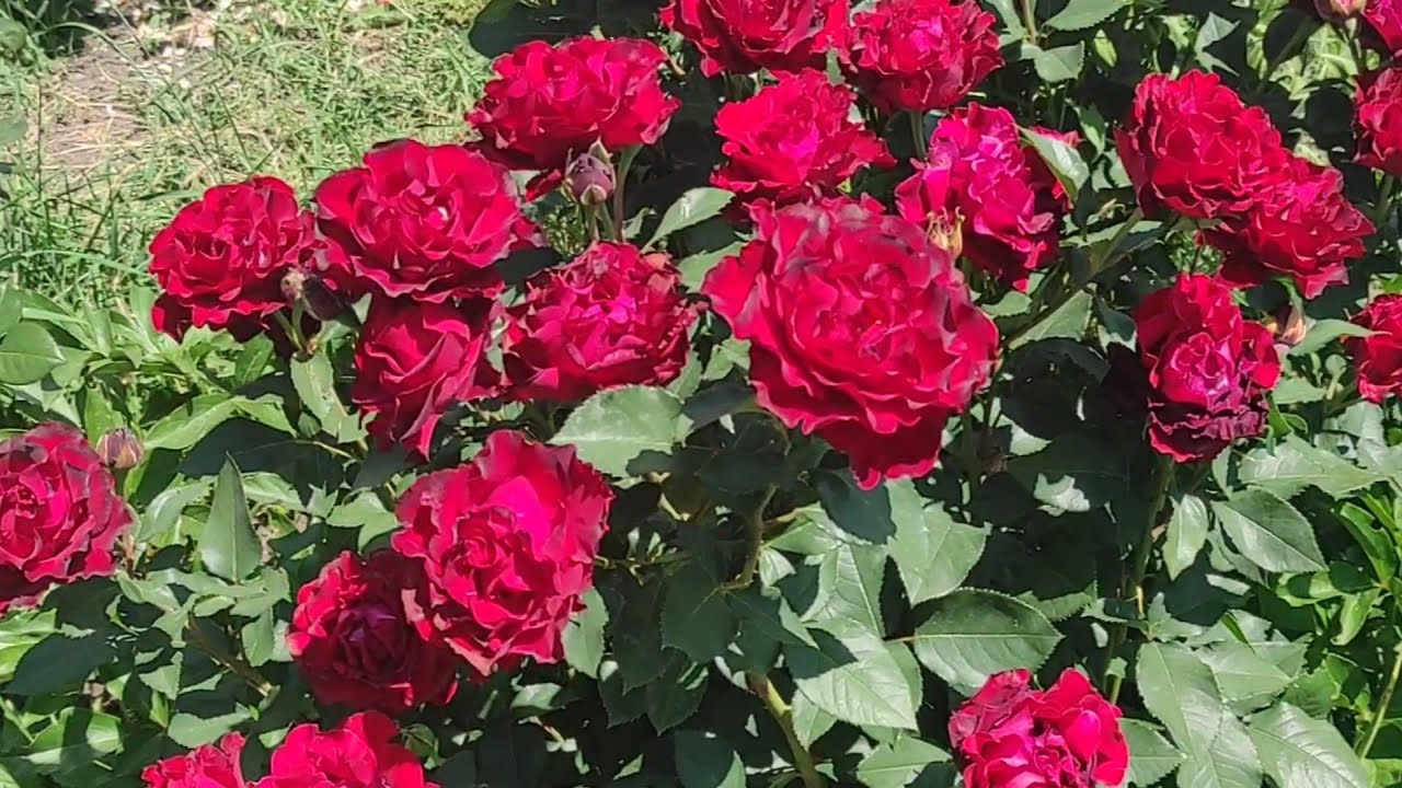 РОЗЫ.Февральские окна,Что делаю?