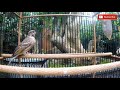 Suara Blackthroat Gacor Durai Panjang Untuk Masteran Kenari Mp3 - Mp4 Download