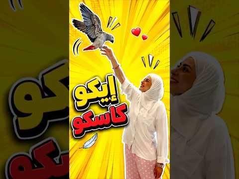 إيكو دياية ولا كاسكو؟ 😱 شوفوا شنو رد! | Echo’s Hilarious Answer! #الكويت #كاسكو