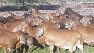 Group of males ready to breed lambs MeatMaster Sheep