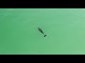 Pensacola Beach Casino shark, spotted eagle ray, and ...