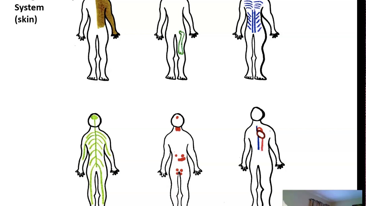Body Systems 2 Overview of Body Systems YouTube