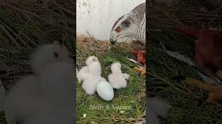 Review Mother and father birds caring for babies #birds #animals #babybirds