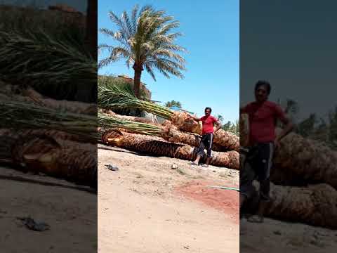 الفيوم مركز ابشواي الصفرايه