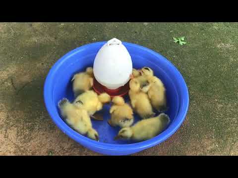 Alot ducks feeding eating so hungry