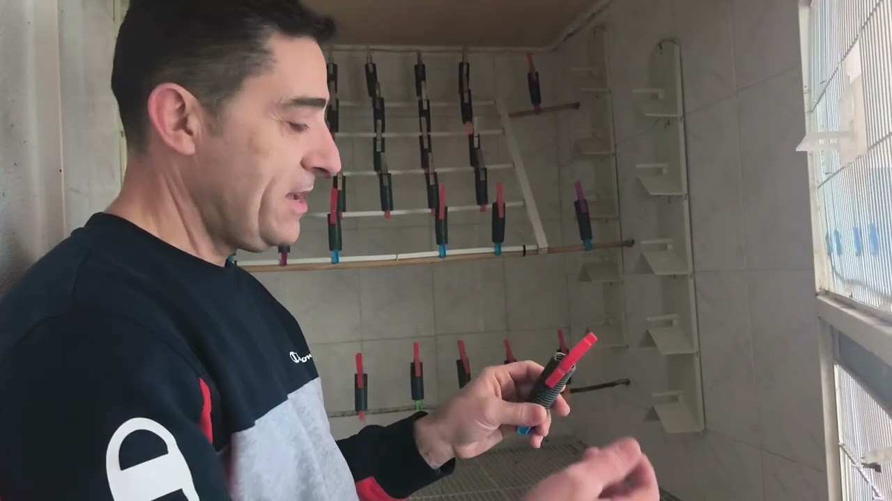 Aviario Ángel campeón mundial y nacional de gloster ((( primera parte)))