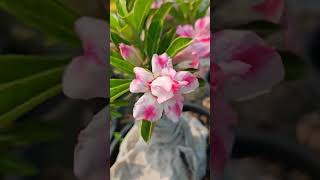 Adenium Simmer care #oxygengardencornerবাংলা #adeniumbangla #adeniumcare