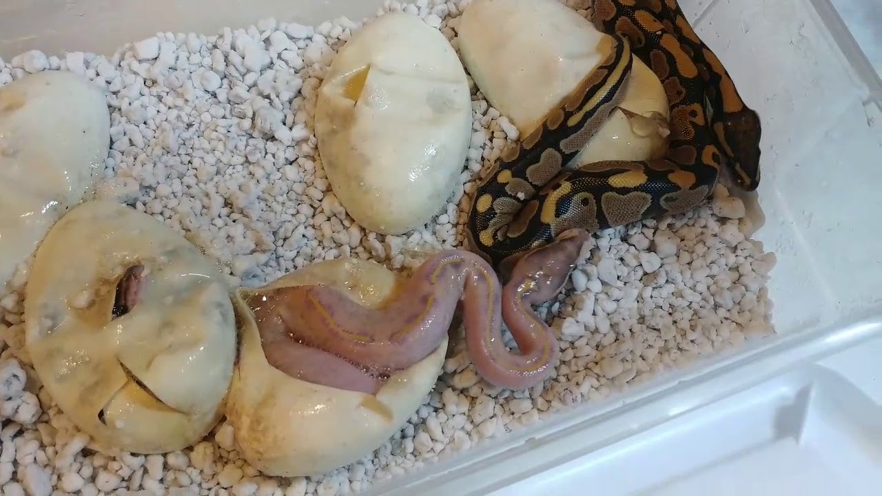 camera iphone 8 plus apk Black pastel highway clutch