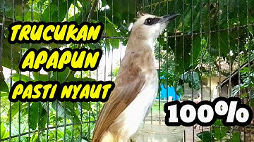 Suara burung trucukan gacor memanggil lawan pancingan trucukan betina memanggil jantan agar bunyi