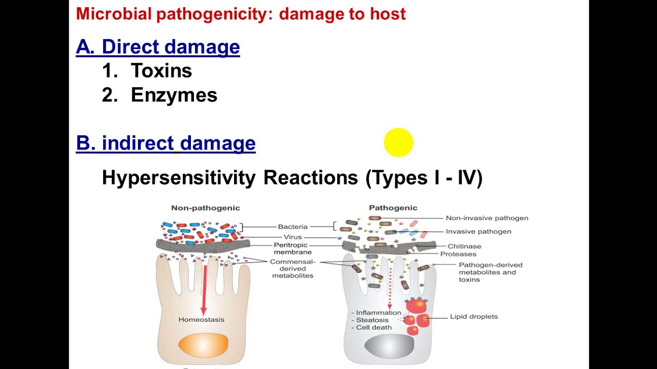 محاضرة علمية(المرحلة الاولى / اساسيات الطب ) محاضرة9, الجزء2
