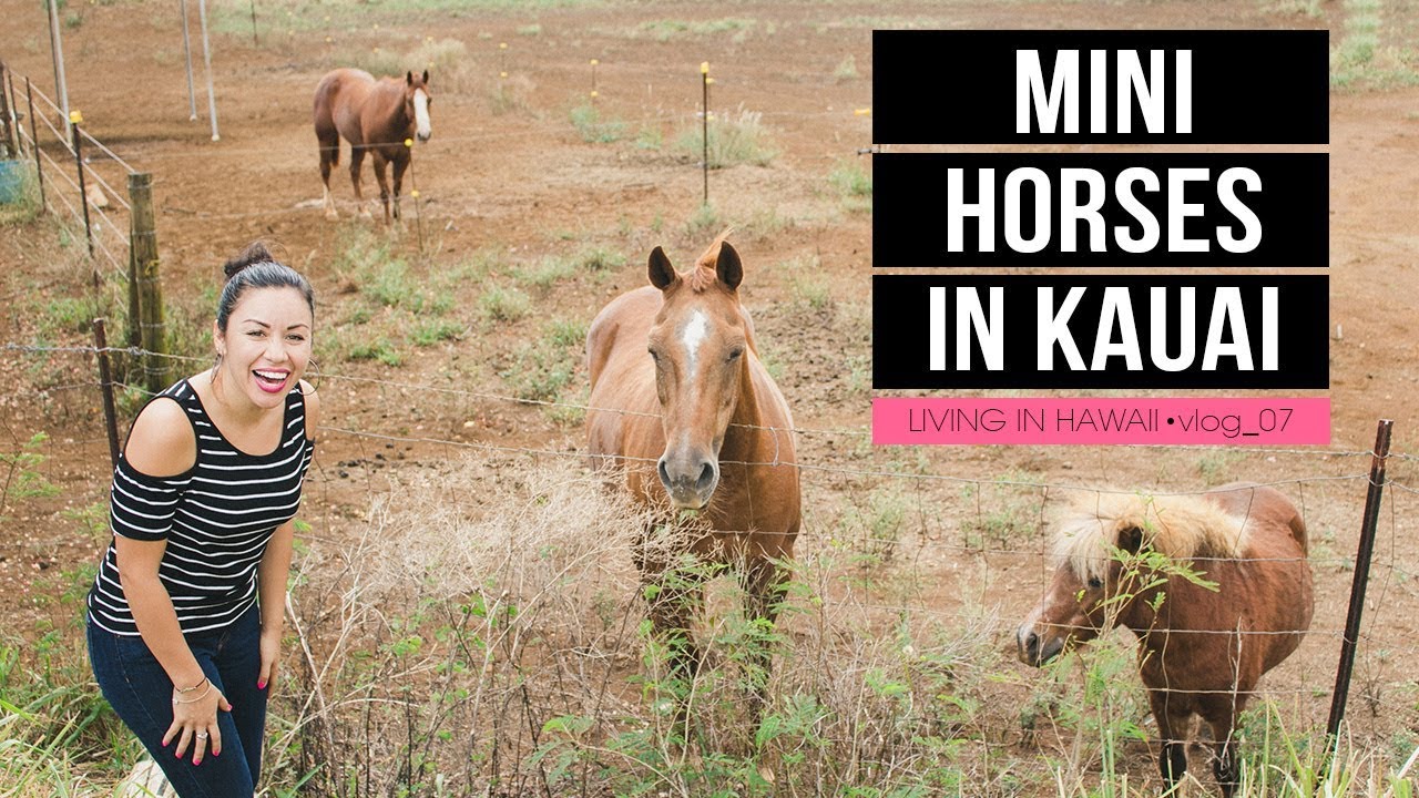 MINI HORSES IN KAUAI! LIVING IN HAWAII VLOG 007. YouTube