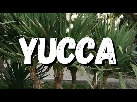 Vídeo: Blooms on Yucca Plants - Por que minha Yucca não planta flores?