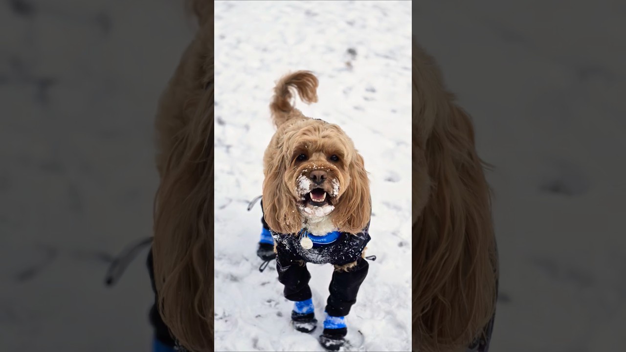 JVKE-THIS IS WHAT WINTER FEELS LIKE