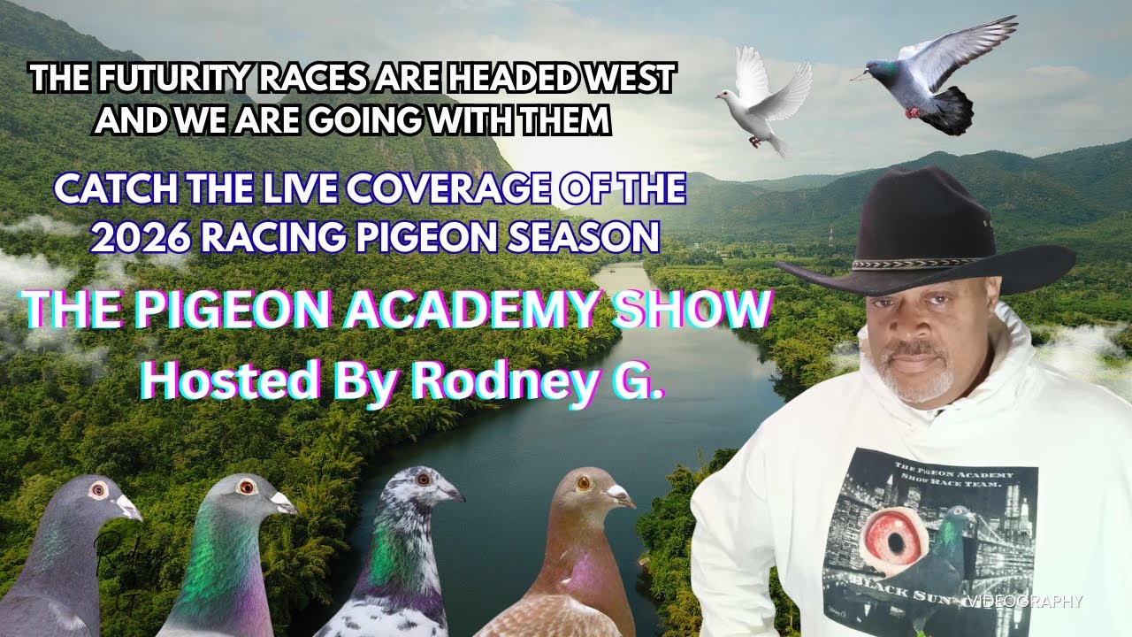 THE PIGEON ACADEMY SHOW IS LIVE