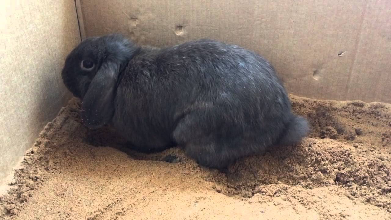 Rabbit digging in sandbox YouTube