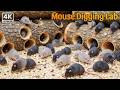Underground Mouse Chase 🐁 Rapid Tunnel Escape | 4 HOURS 4K HDR