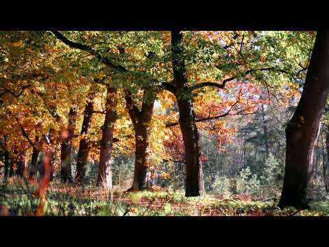 Under The Last Tree Video