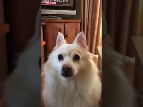 お腹空いたよ Youtube