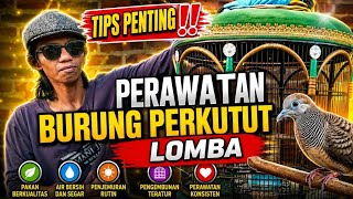TIPS PENTING ‼️ PERAWATAN BURUNG PERKUTUT LOMBA SUPAYA CEPAT GACOR