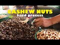 CASHEW NUTS | Mahirap na paggawa ng Kasoy