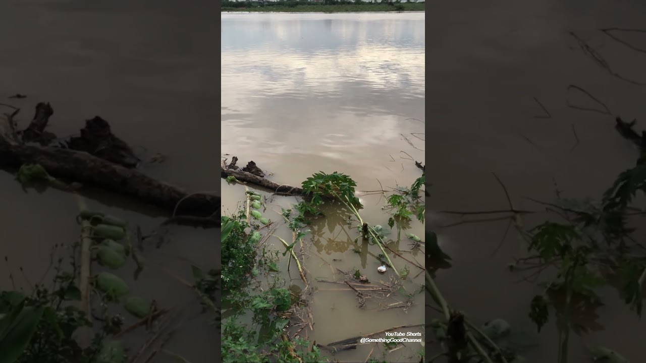 Nước Sông Lên Hoa Màu Mất Hết 