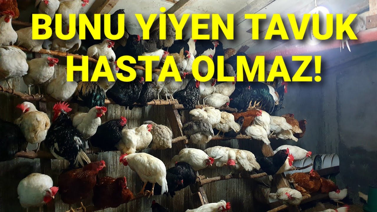 HASTALIKLARA DOĞAL ÇÖZÜM! BU KARIŞIMI EKSİK ETMEYİN. #tavuk #kümes #doğalilaç #doğalantibiyotik #egg