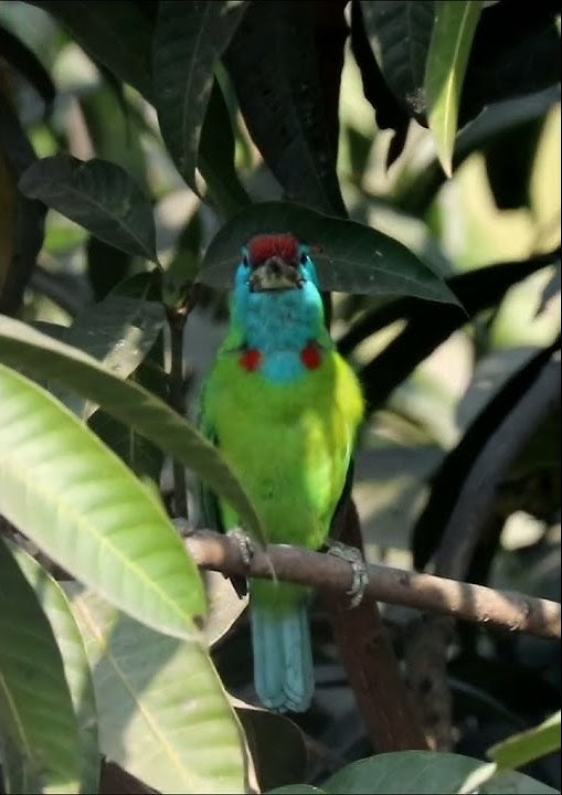 Barbet sound / morning bird chirping #shorts #chirpingbirds #birds
