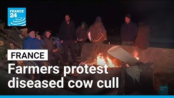 French farmers protest as veterinarians cull diseased cows • FRANCE 24 English