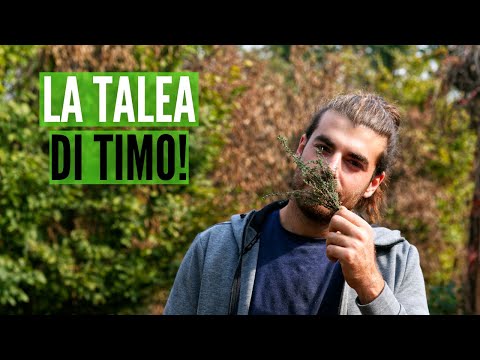 Video: Propagazione del timo - Come propagare le piante di timo