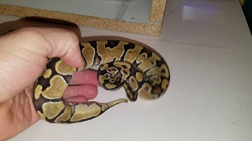 2016 Ball python Pickup from Osmun Reptiles @ Queen City Constrictors