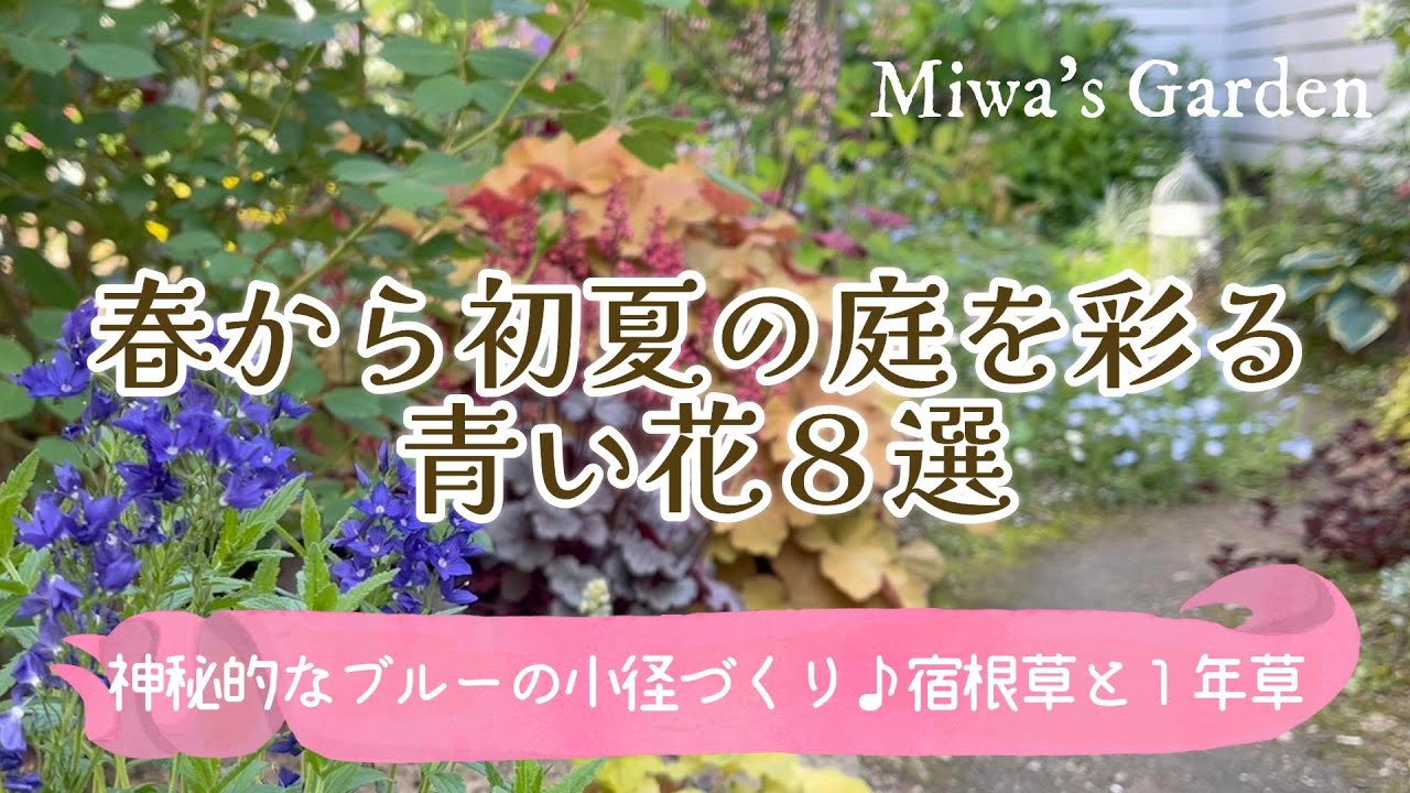 ガーデニング🌿春から初夏の庭づくり💙】神秘的な青花で庭をおしゃれに
