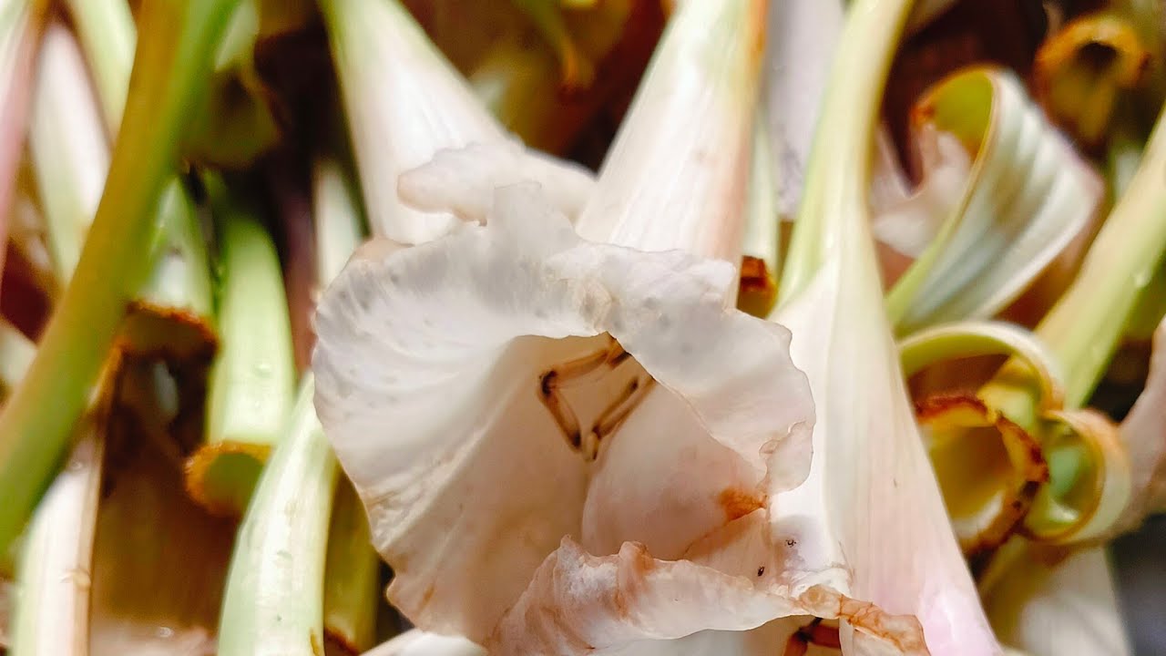 ถ้าแคร์กันก็มาหา จะพาลวกดอกแคป่า🤣🤣😁