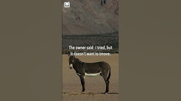 Even the Donkey Knows He