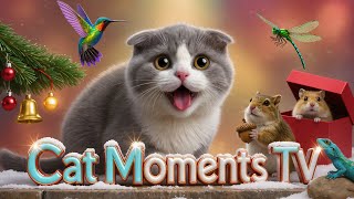 Cat Moments TV | Relaxing Cat TV – Christmas Garden, Forest & Lake Magic 4K EP.26