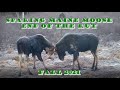 End of the Maine Moose Rut Fall 2021